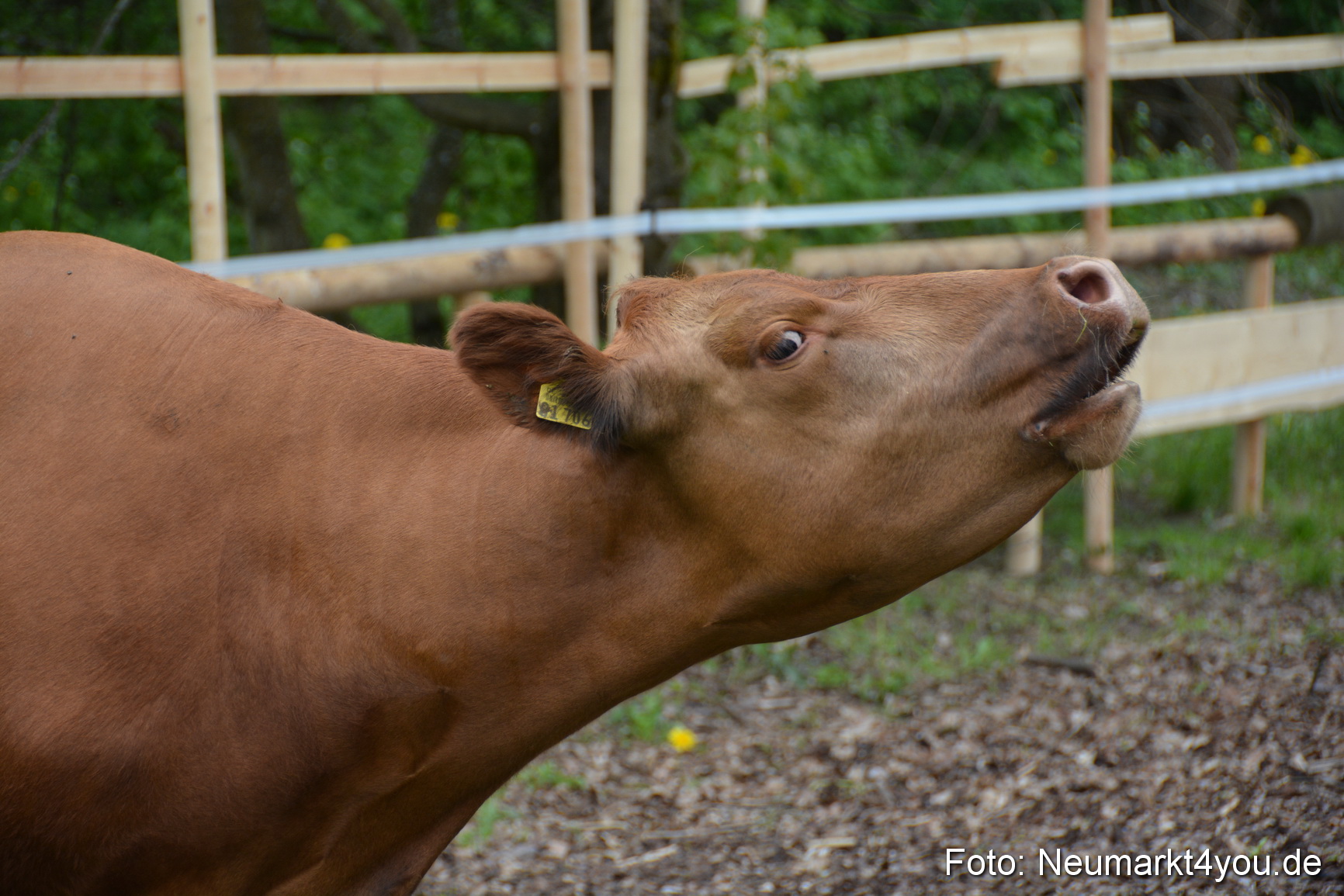 Fruehlingsfest Ausstellung 2017 0053
