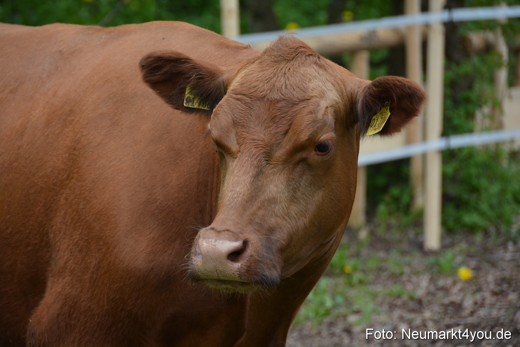 Fruehlingsfest Ausstellung 2017 0054