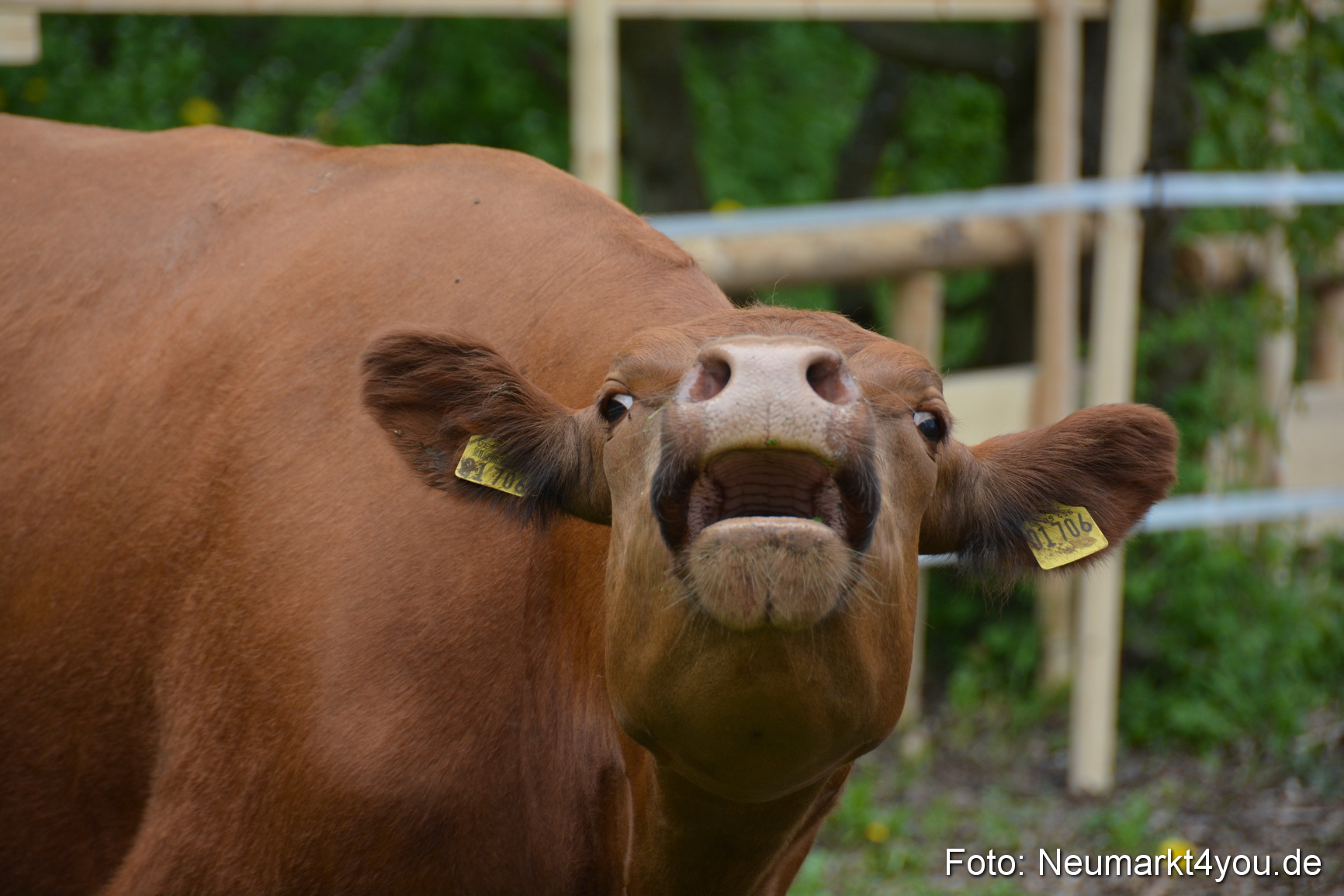 Fruehlingsfest Ausstellung 2017 0055