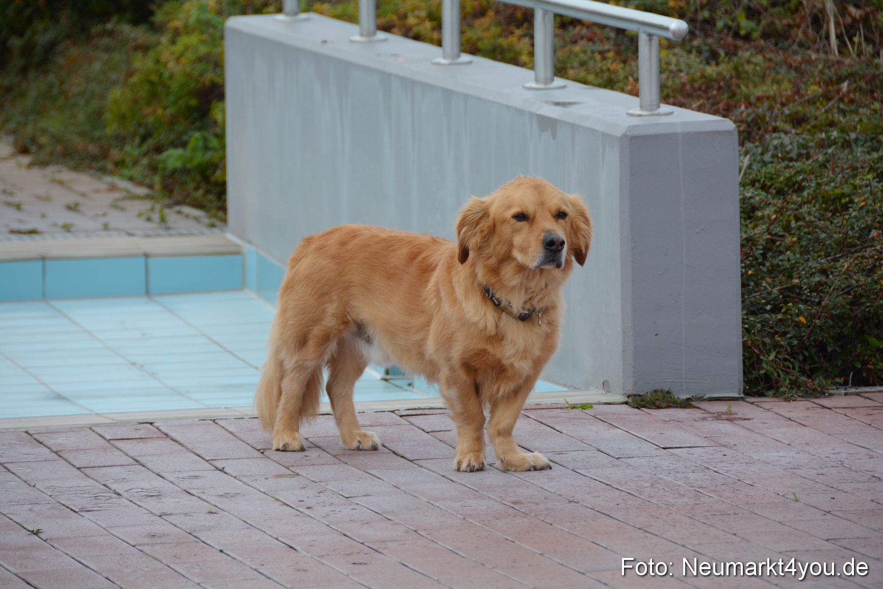 Hundeschwimmen Freibad Neumarkt 2017