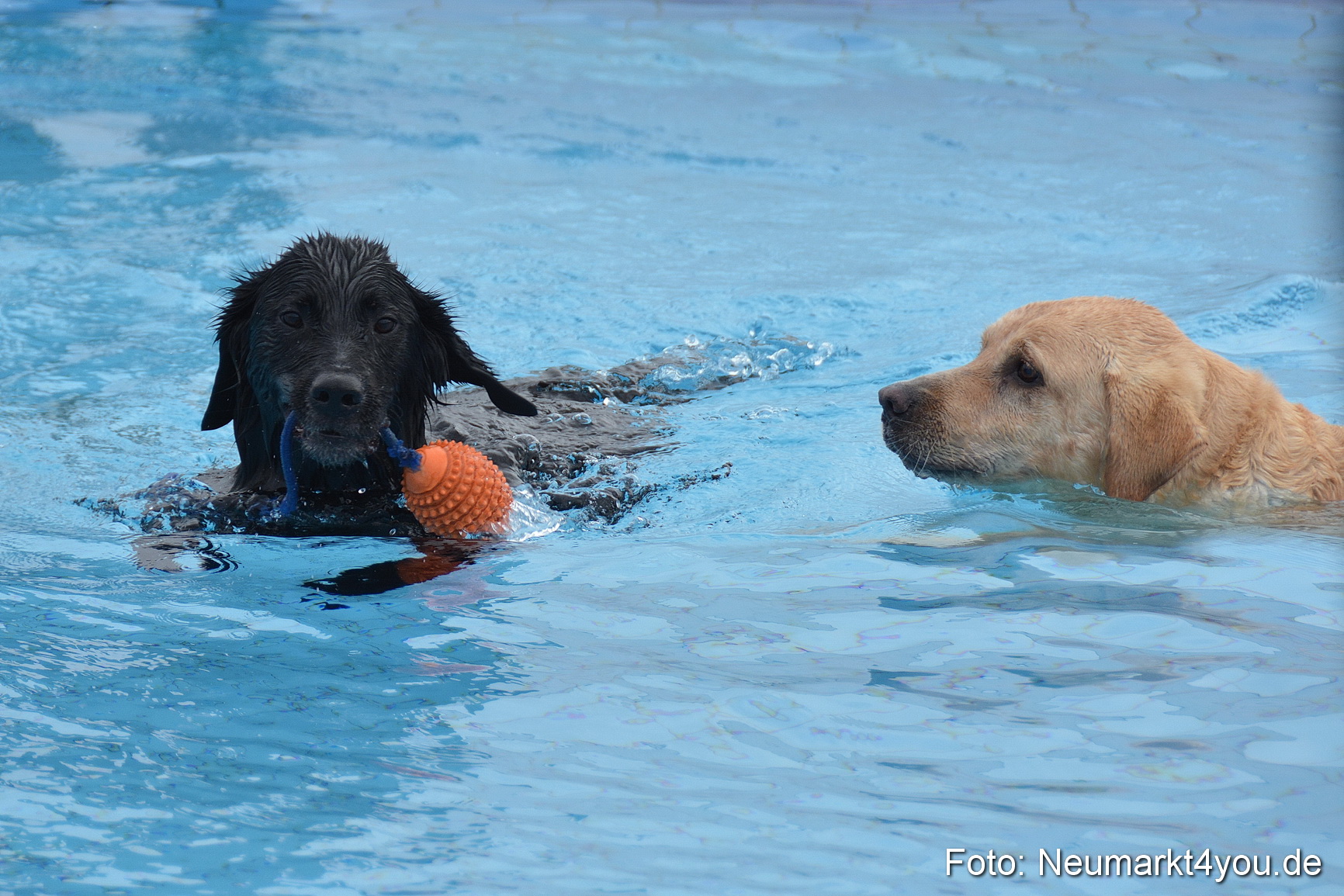 Hundeschwimmen im Freibad 071017 0002