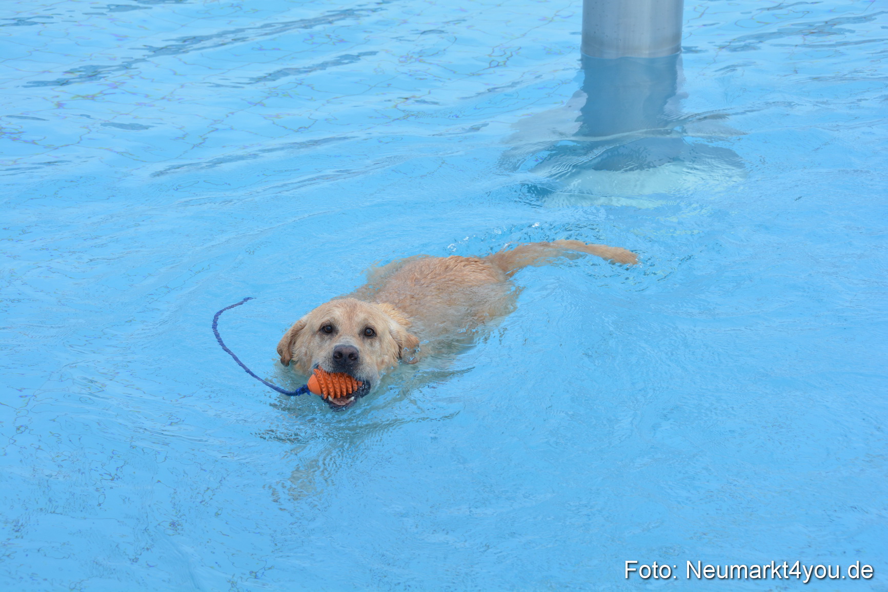 Hundeschwimmen im Freibad 071017 0003