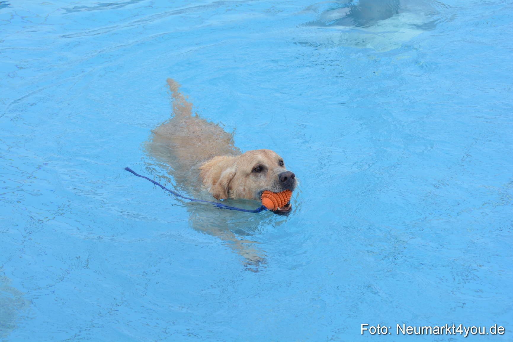 Hundeschwimmen im Freibad 071017 0004