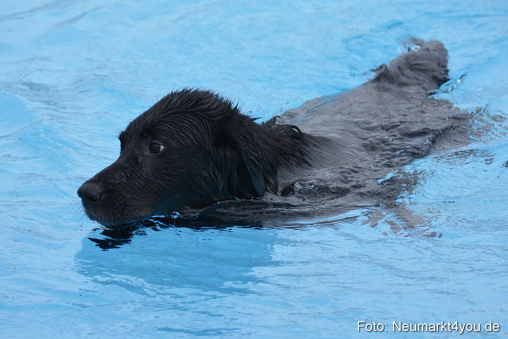 Hundeschwimmen im Freibad 071017 0005