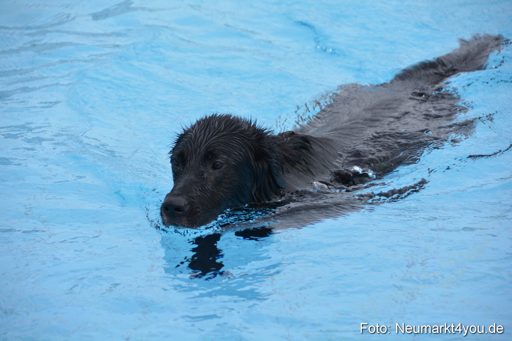 Hundeschwimmen im Freibad 071017 0006