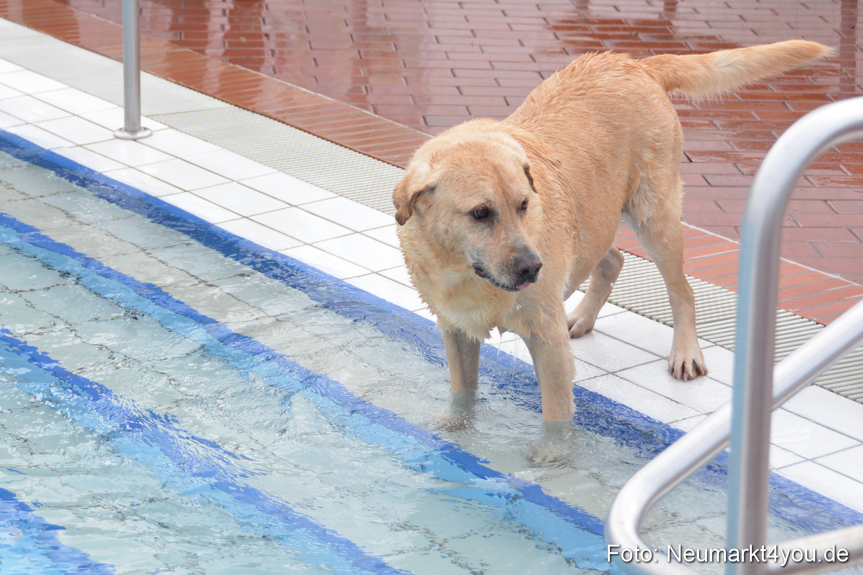 Hundeschwimmen im Freibad 071017 0007