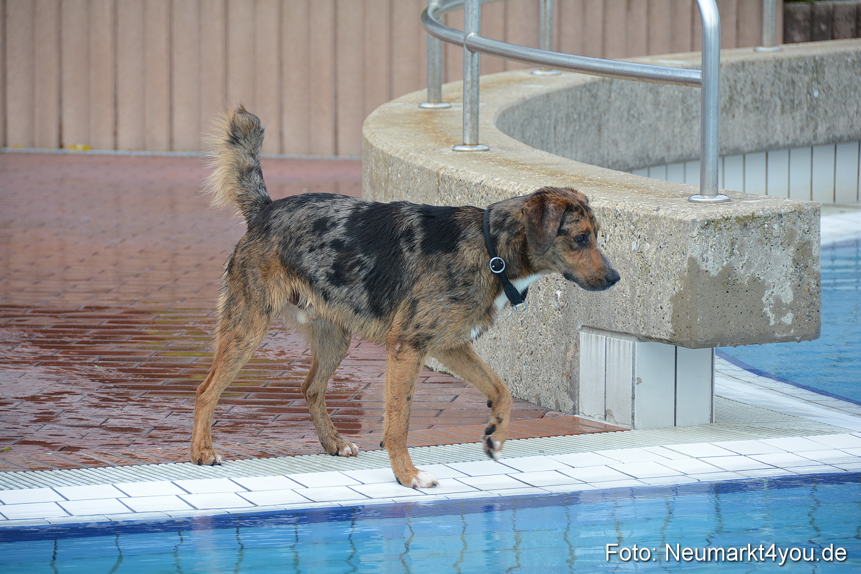 Hundeschwimmen im Freibad 071017 0008
