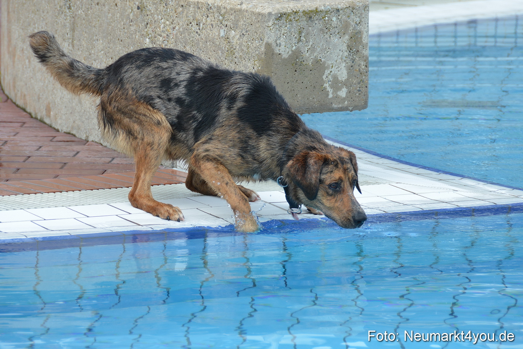 Hundeschwimmen im Freibad 071017 0009