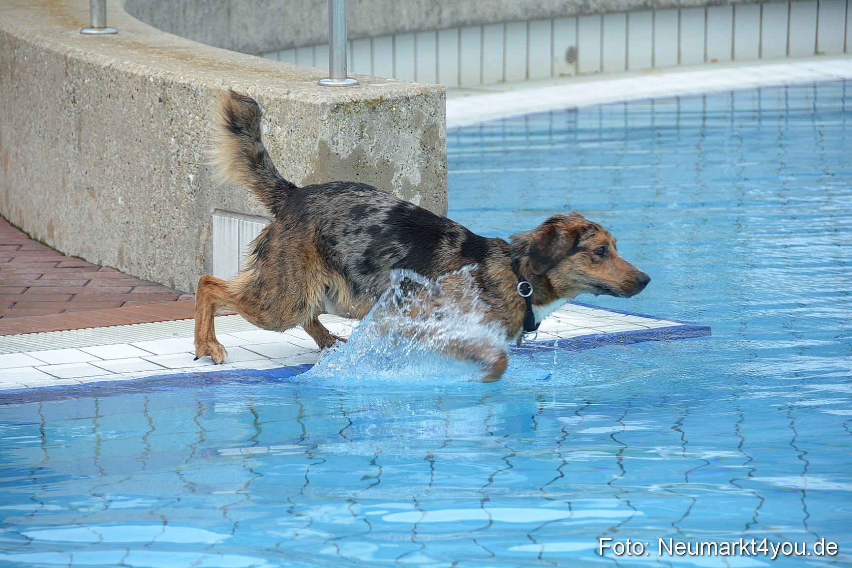 Hundeschwimmen im Freibad 071017 0010