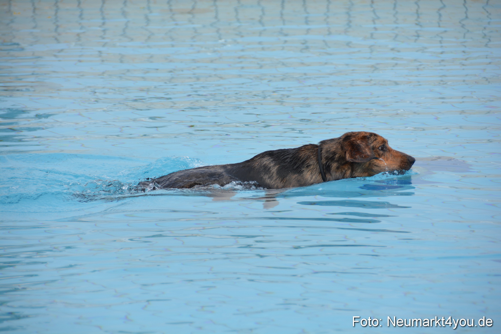Hundeschwimmen im Freibad 071017 0012