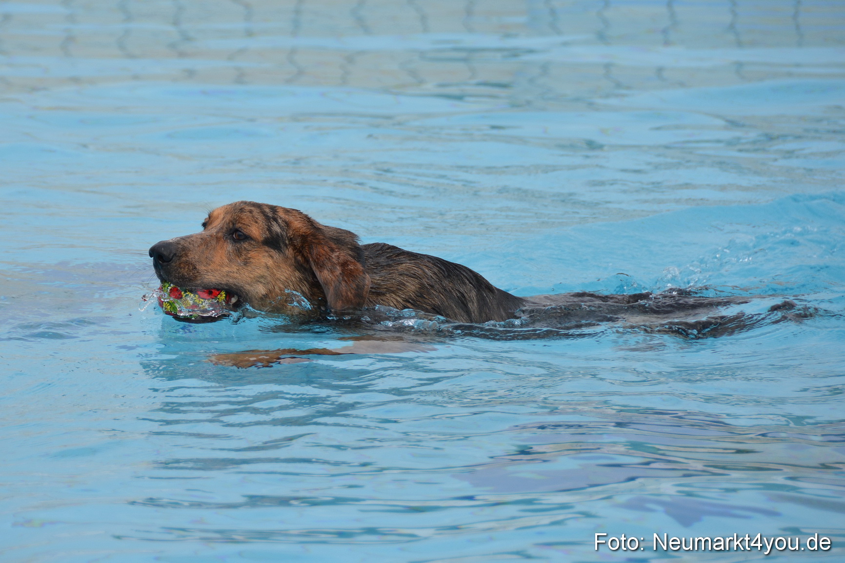 Hundeschwimmen im Freibad 071017 0014