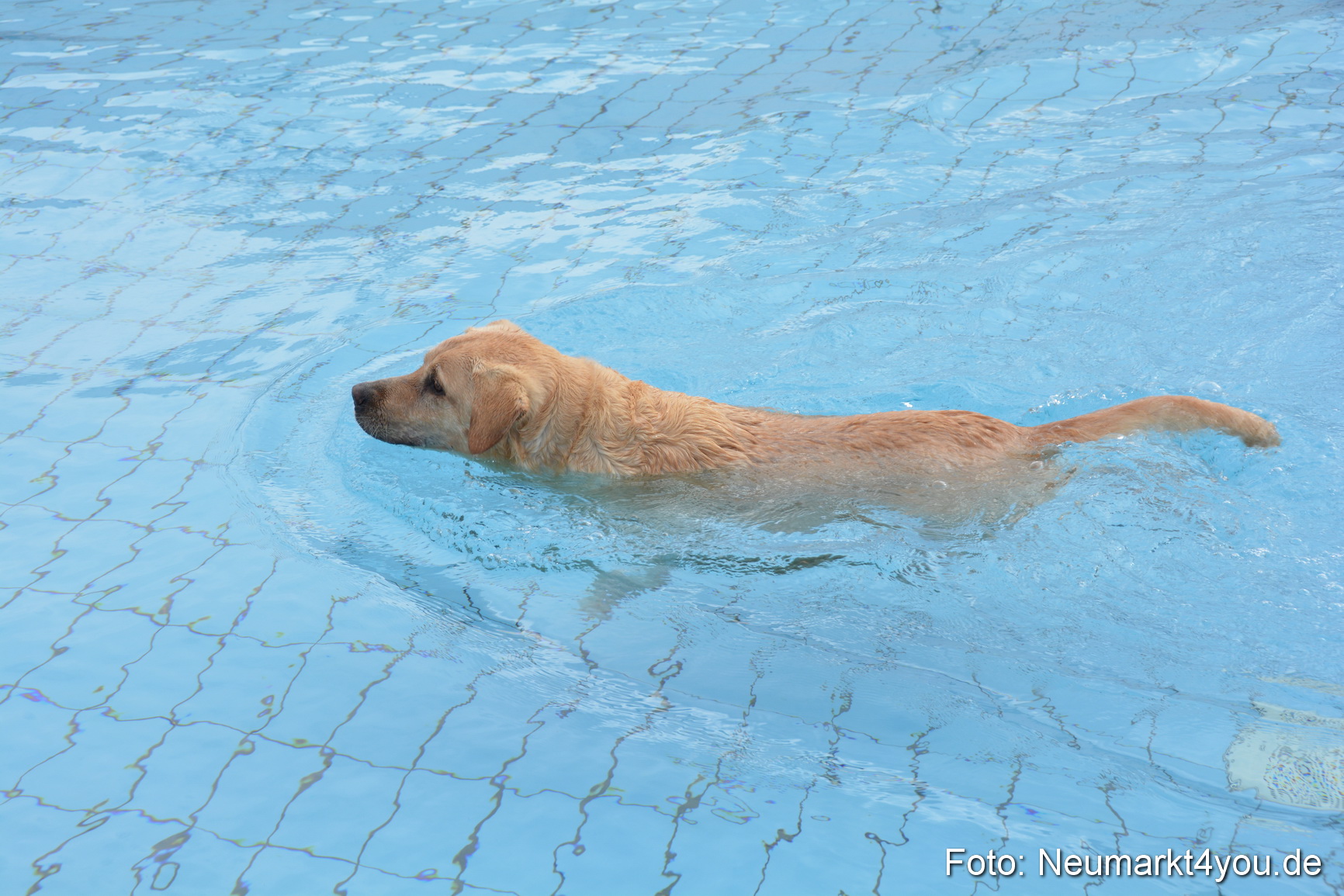Hundeschwimmen im Freibad 071017 0015