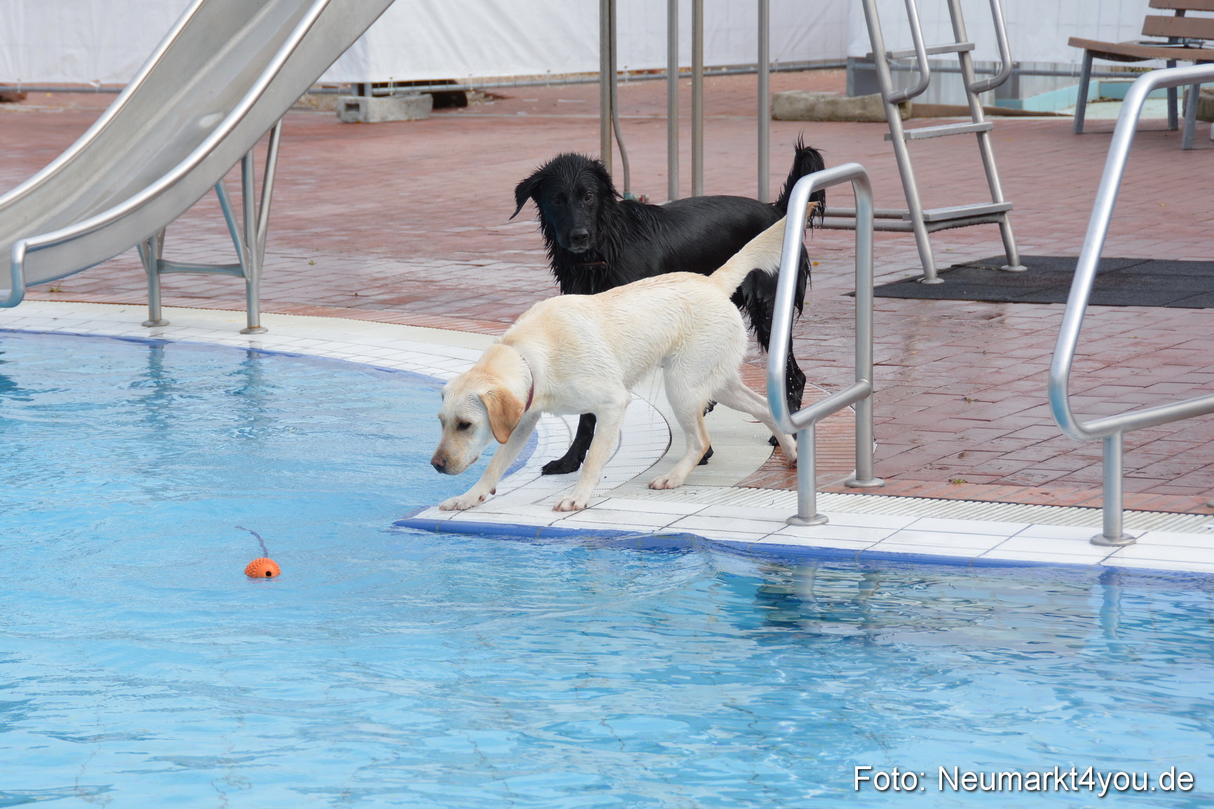 Hundeschwimmen im Freibad 071017 0016