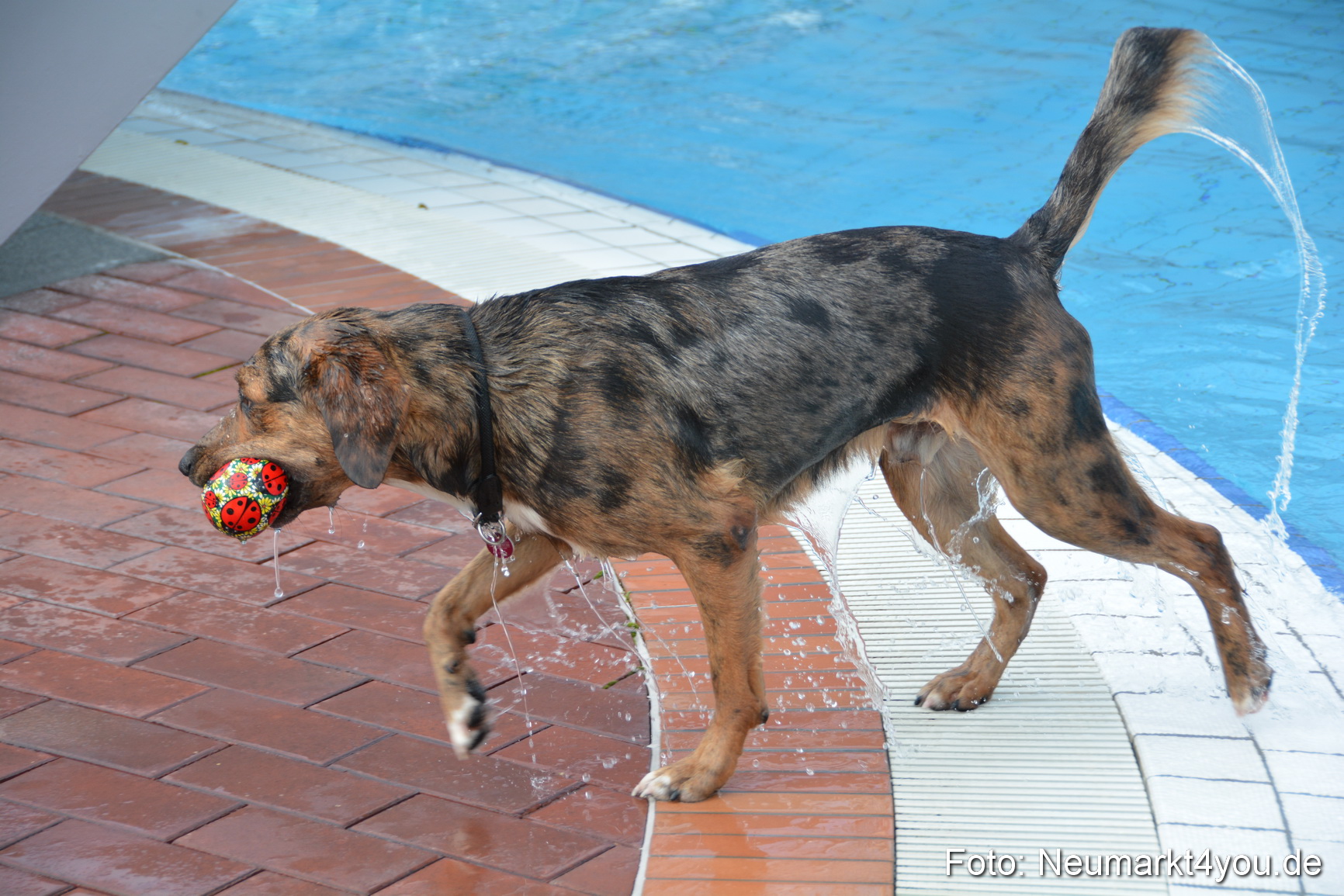 Hundeschwimmen im Freibad 071017 0017