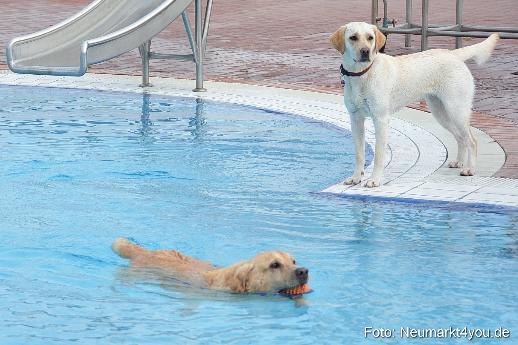 Hundeschwimmen im Freibad 071017 0018