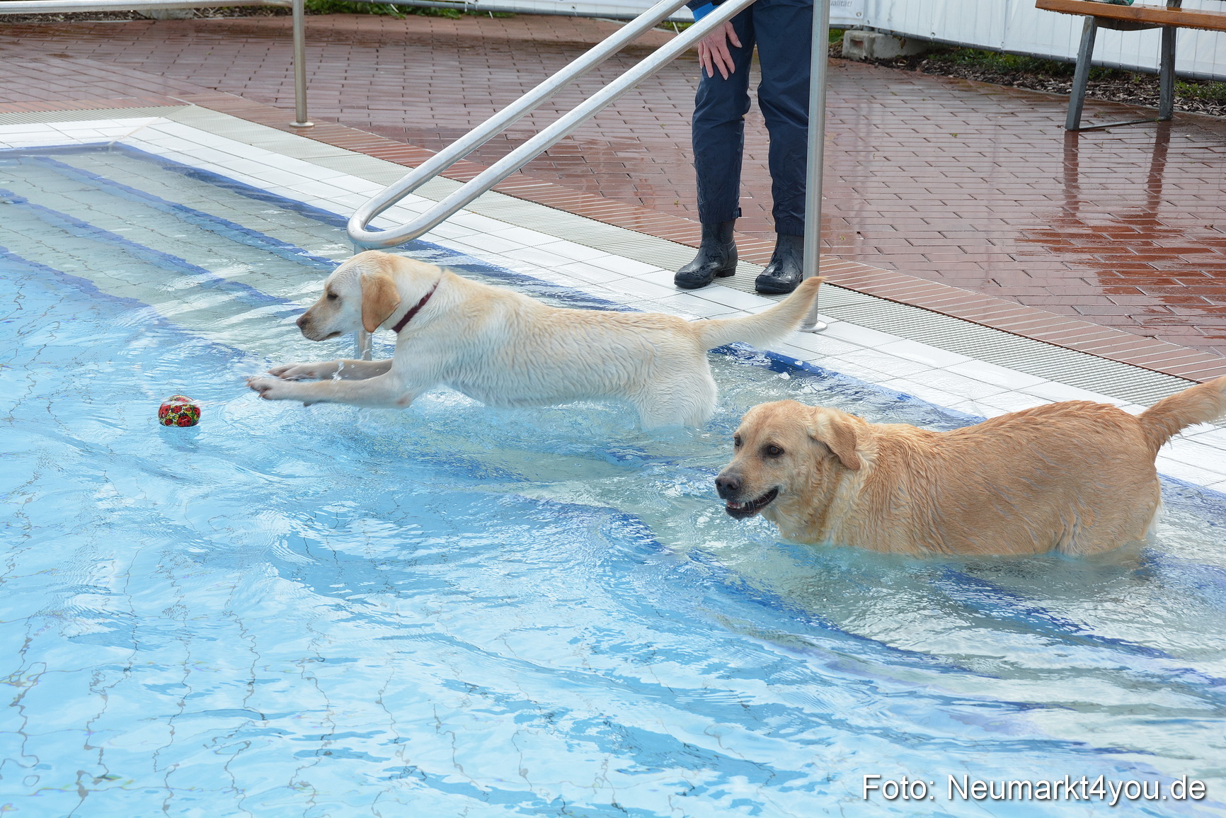 Hundeschwimmen im Freibad 071017 0019