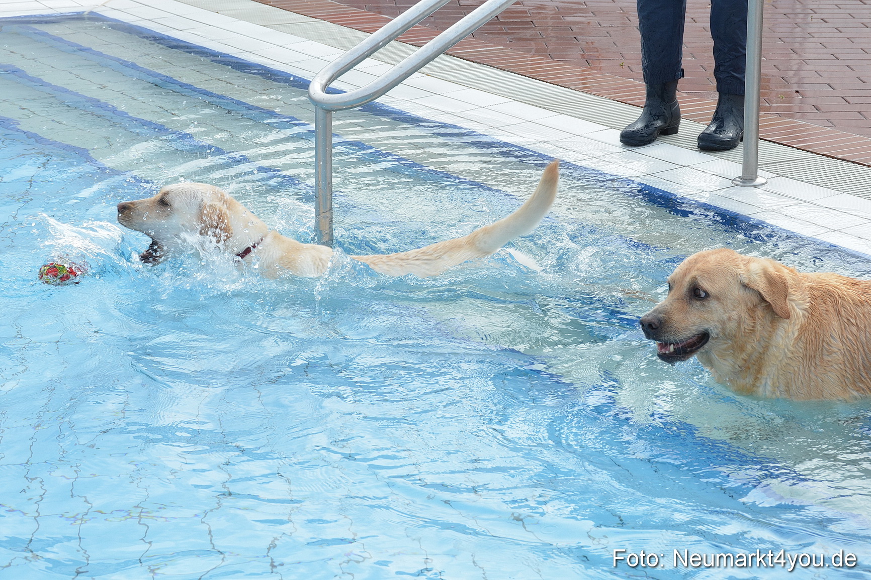 Hundeschwimmen im Freibad 071017 0020