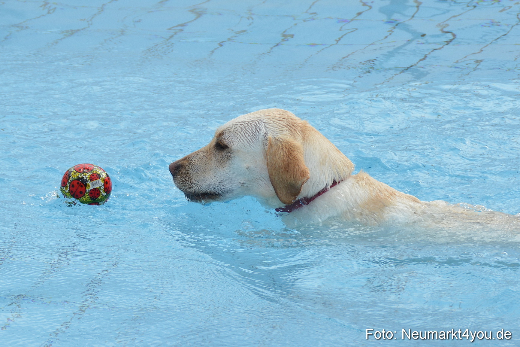 Hundeschwimmen im Freibad 071017 0021