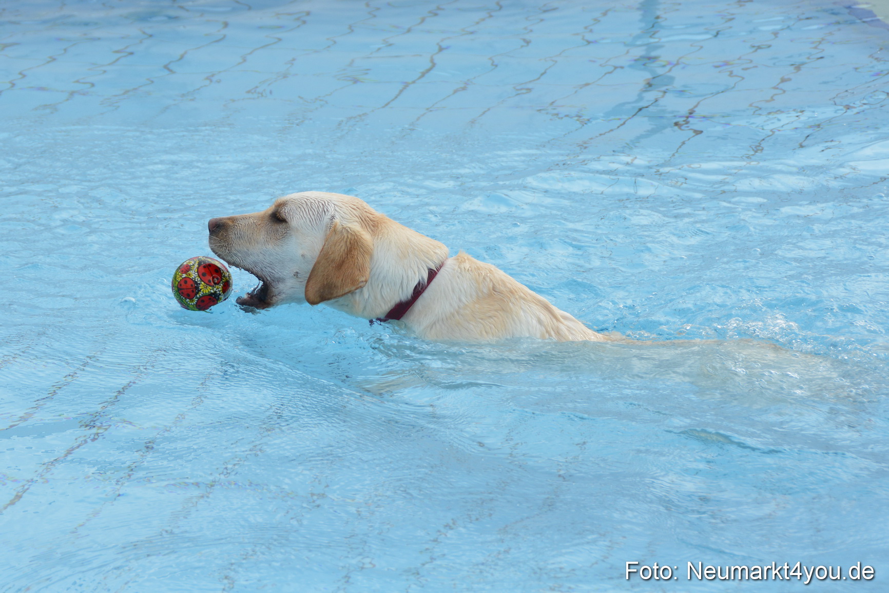Hundeschwimmen im Freibad 071017 0022