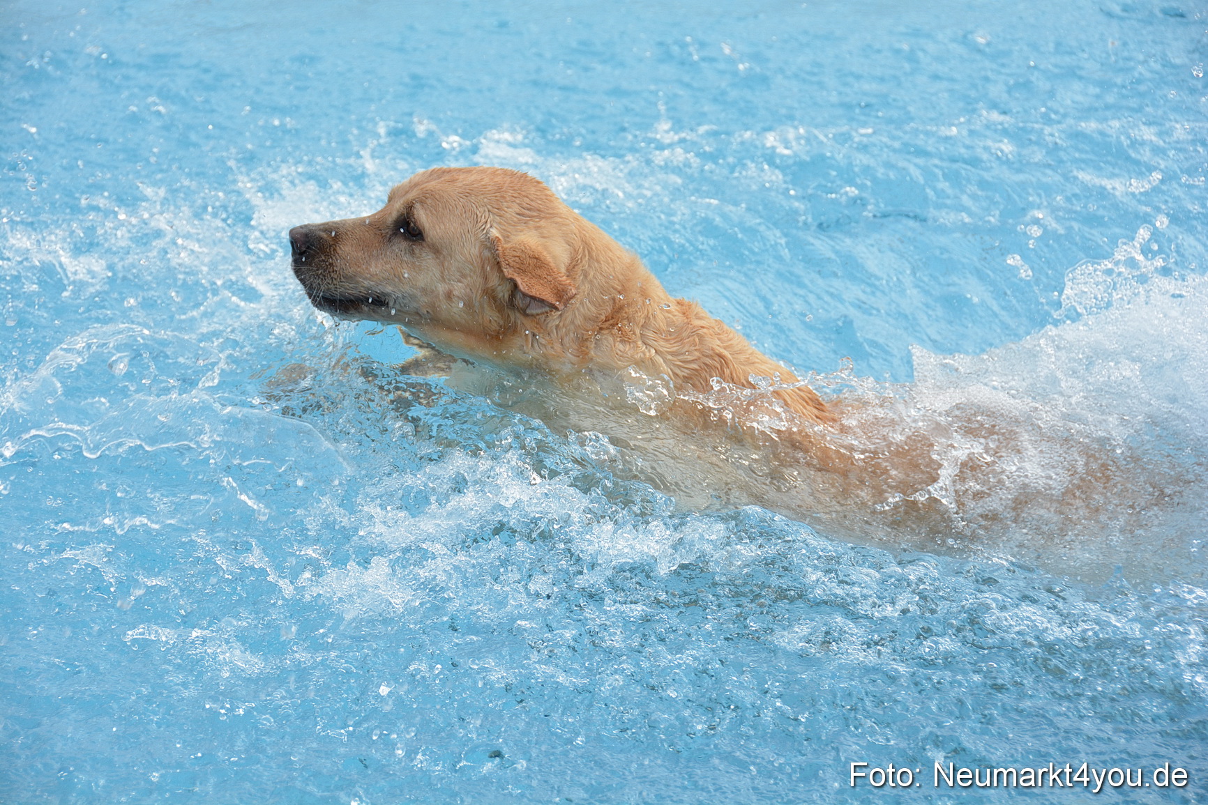 Hundeschwimmen im Freibad 071017 0023