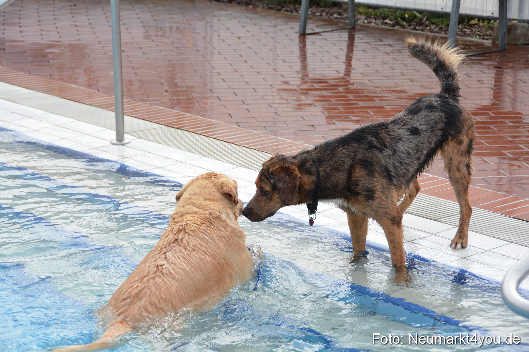 Hundeschwimmen im Freibad 071017 0024