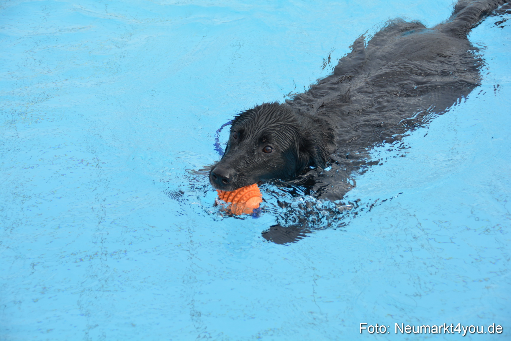 Hundeschwimmen im Freibad 071017 0025
