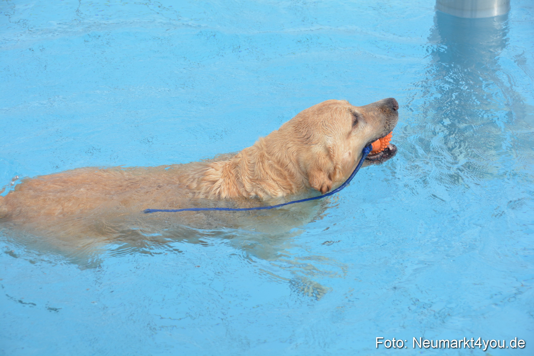 Hundeschwimmen im Freibad 071017 0026