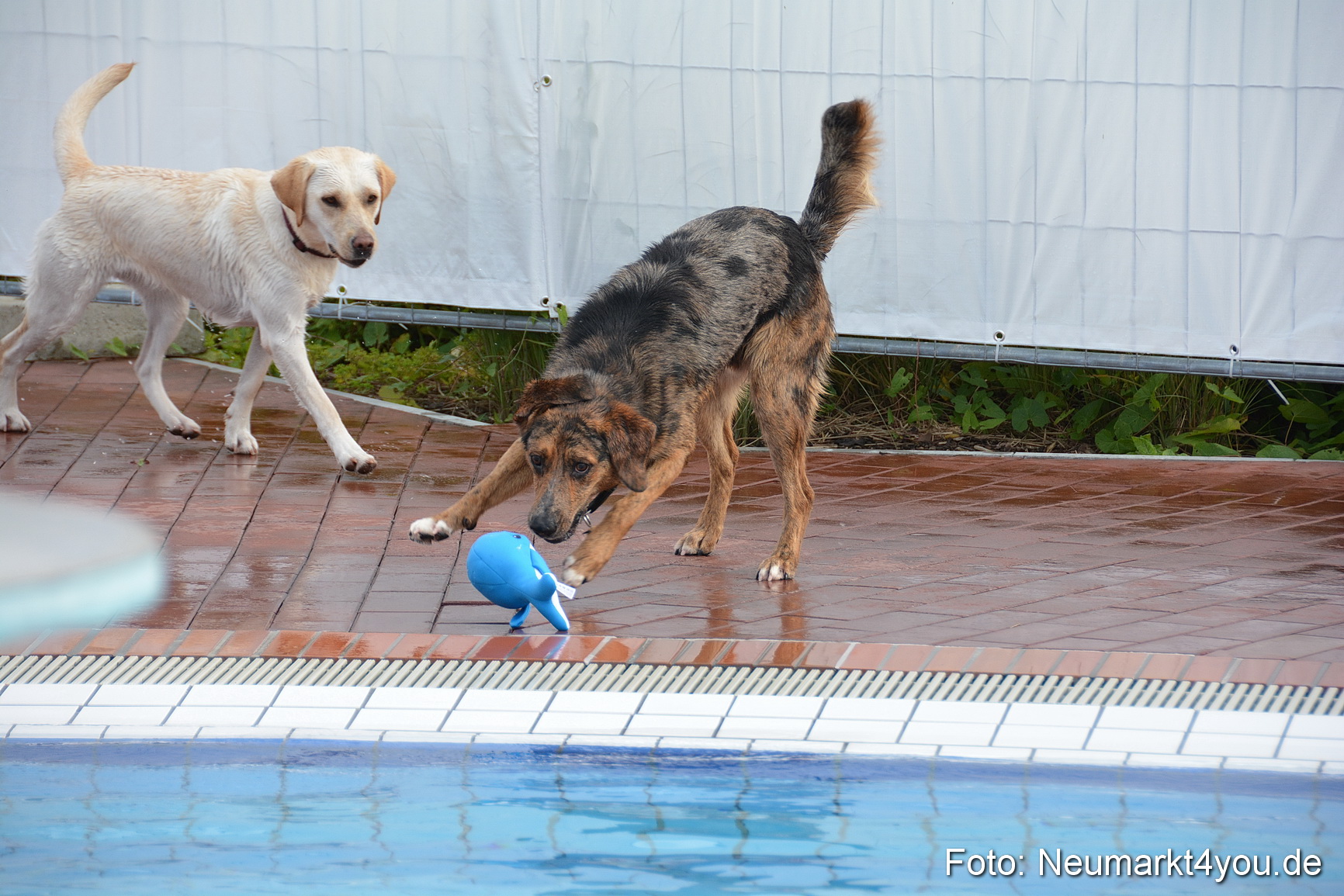 Hundeschwimmen im Freibad 071017 0027