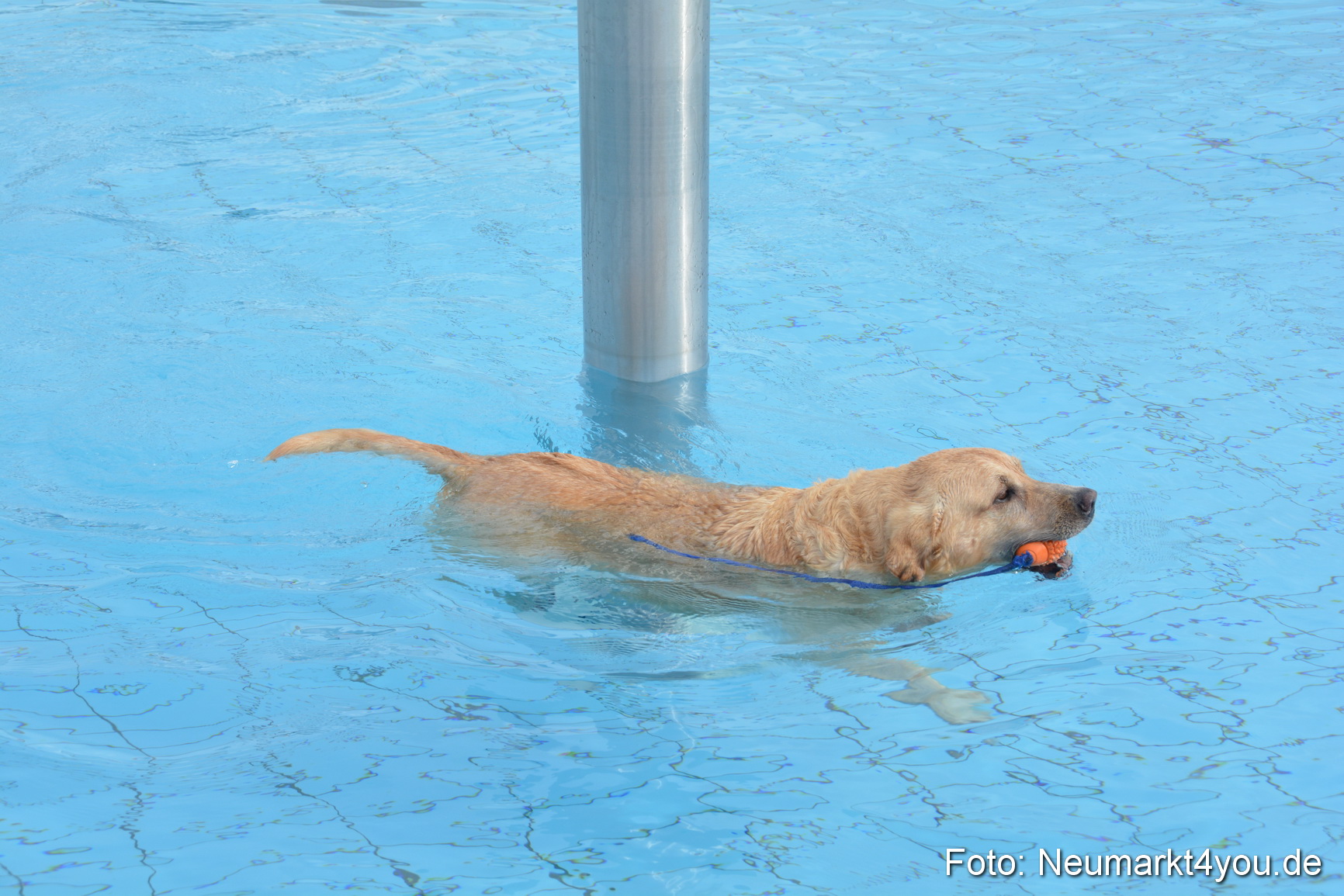 Hundeschwimmen im Freibad 071017 0028