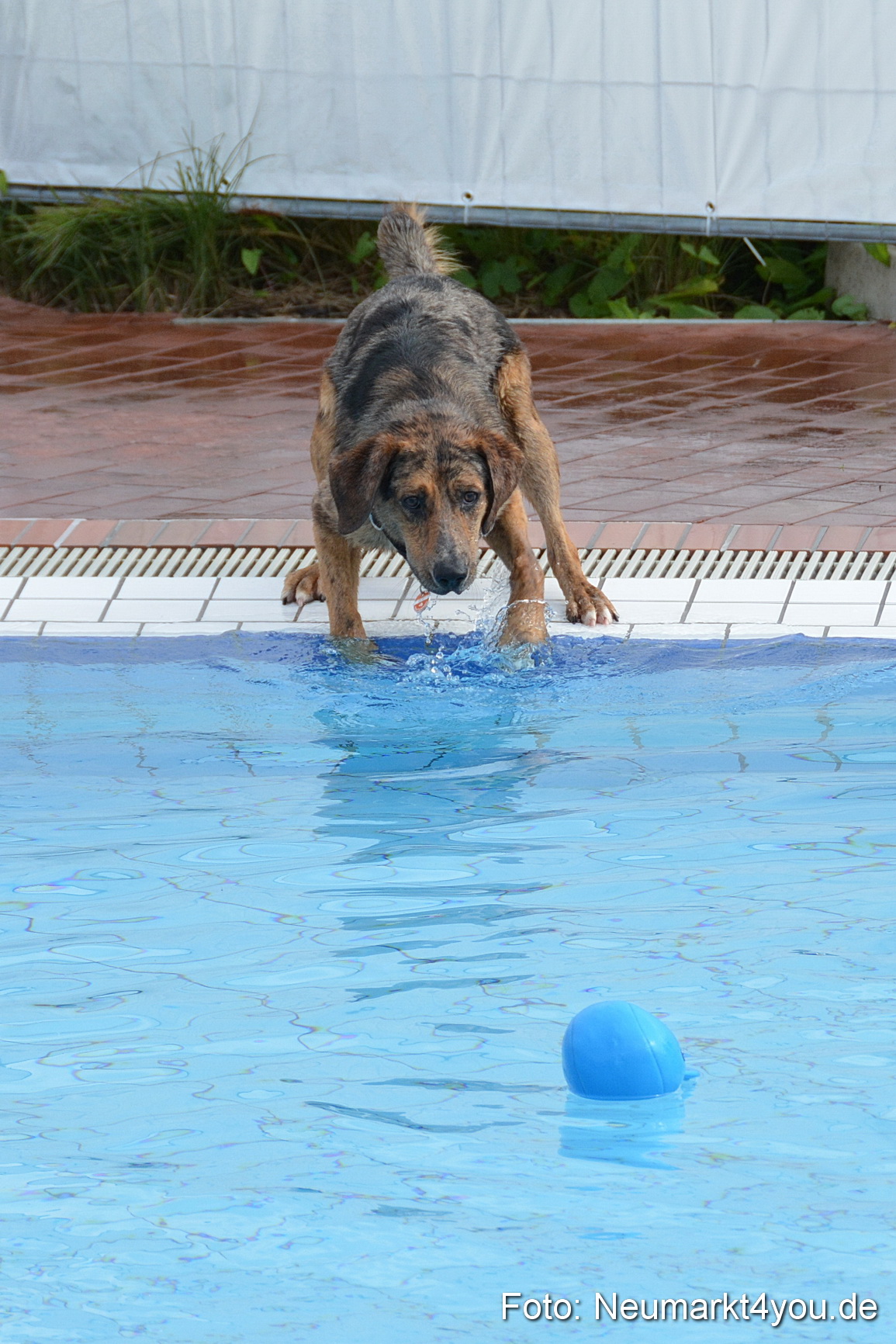 Hundeschwimmen im Freibad 071017 0029