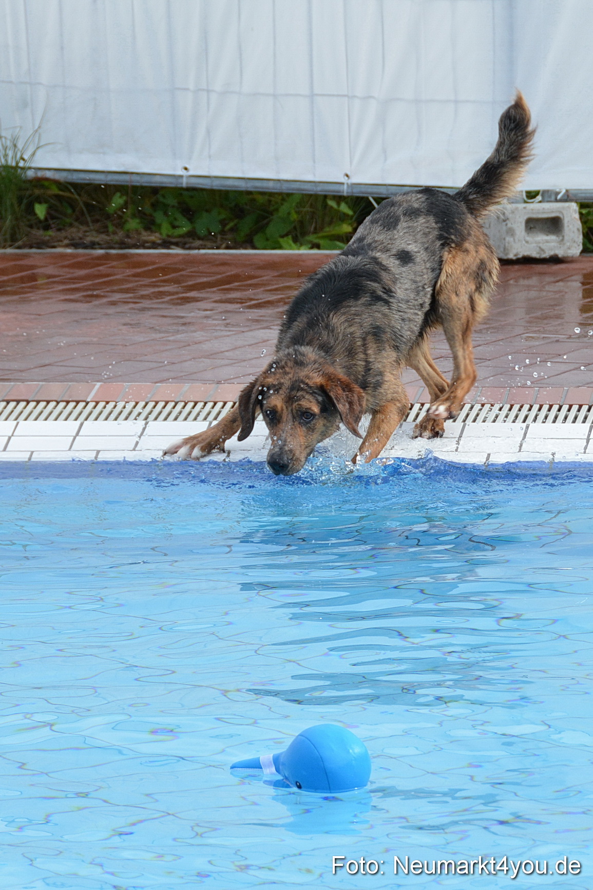 Hundeschwimmen im Freibad 071017 0030