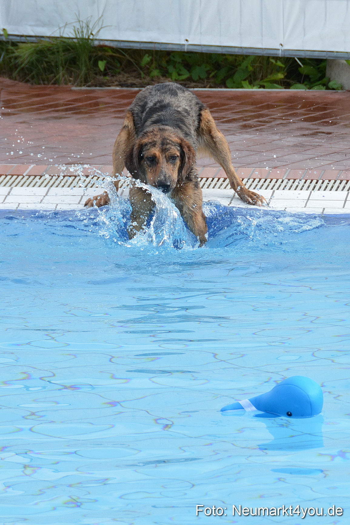 Hundeschwimmen im Freibad 071017 0031