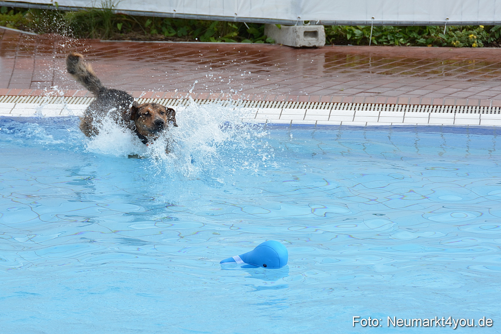 Hundeschwimmen im Freibad 071017 0032
