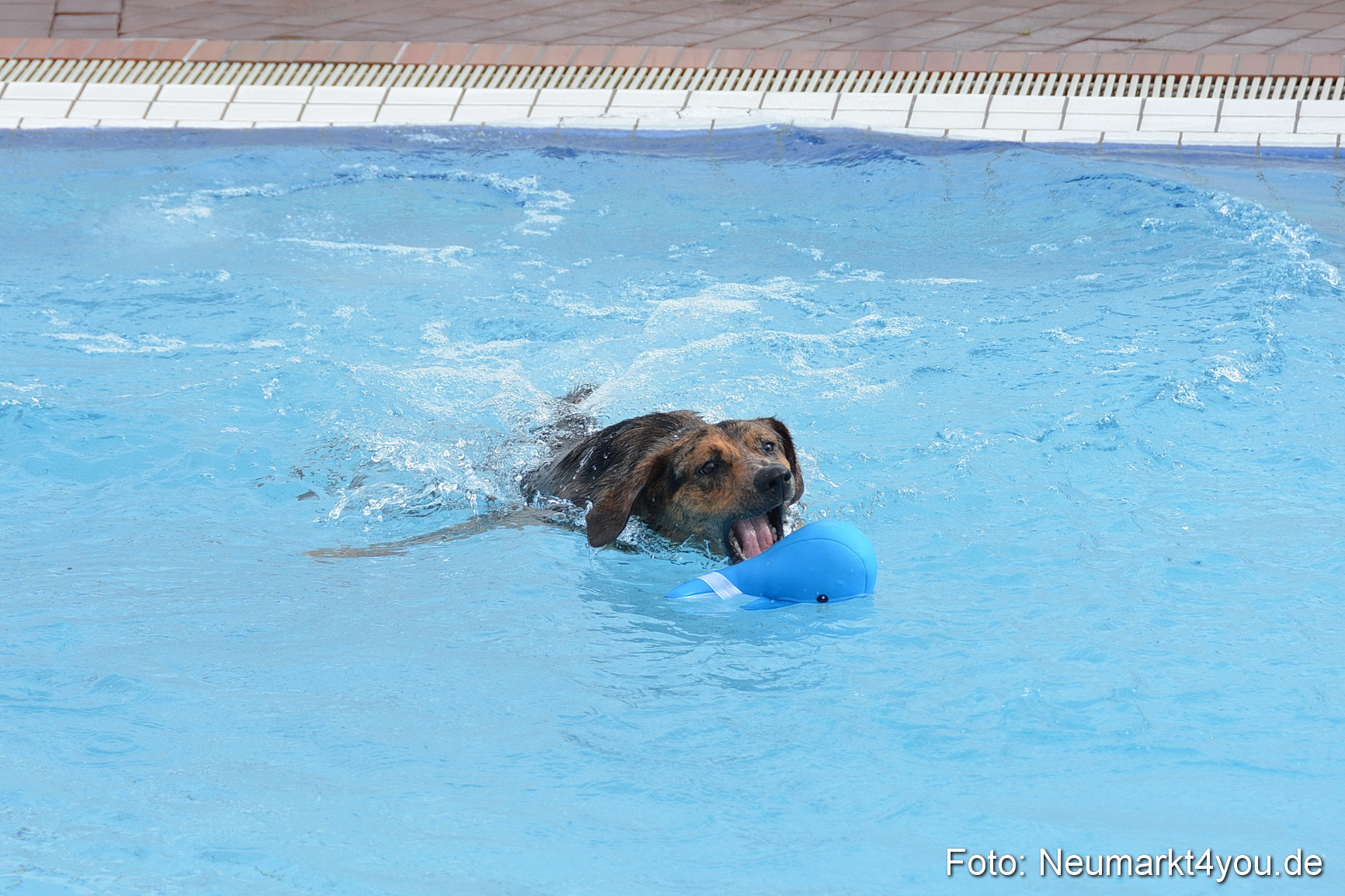 Hundeschwimmen im Freibad 071017 0033