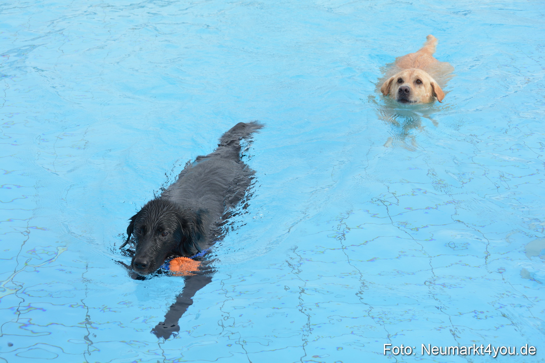 Hundeschwimmen im Freibad 071017 0034