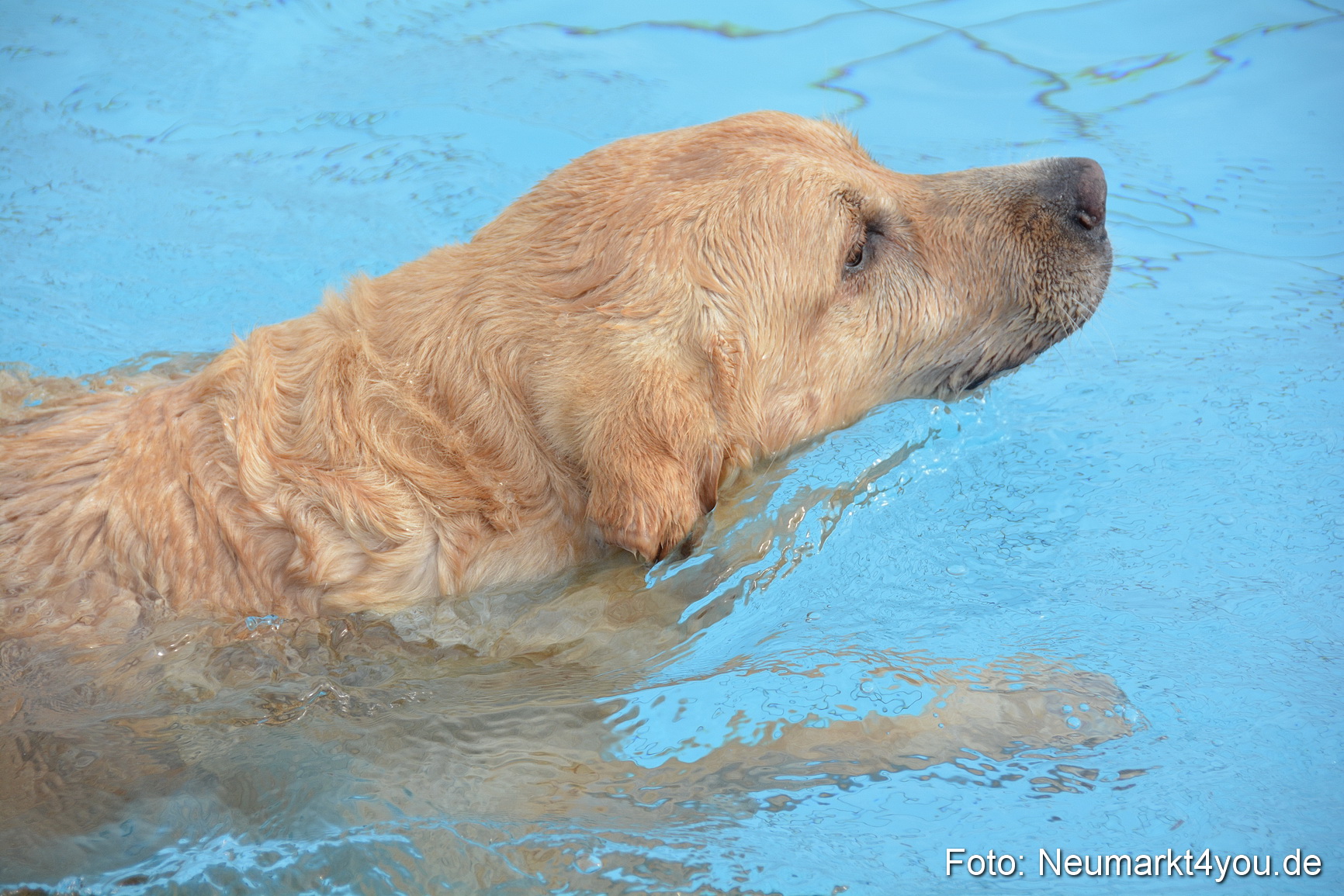 Hundeschwimmen im Freibad 071017 0035