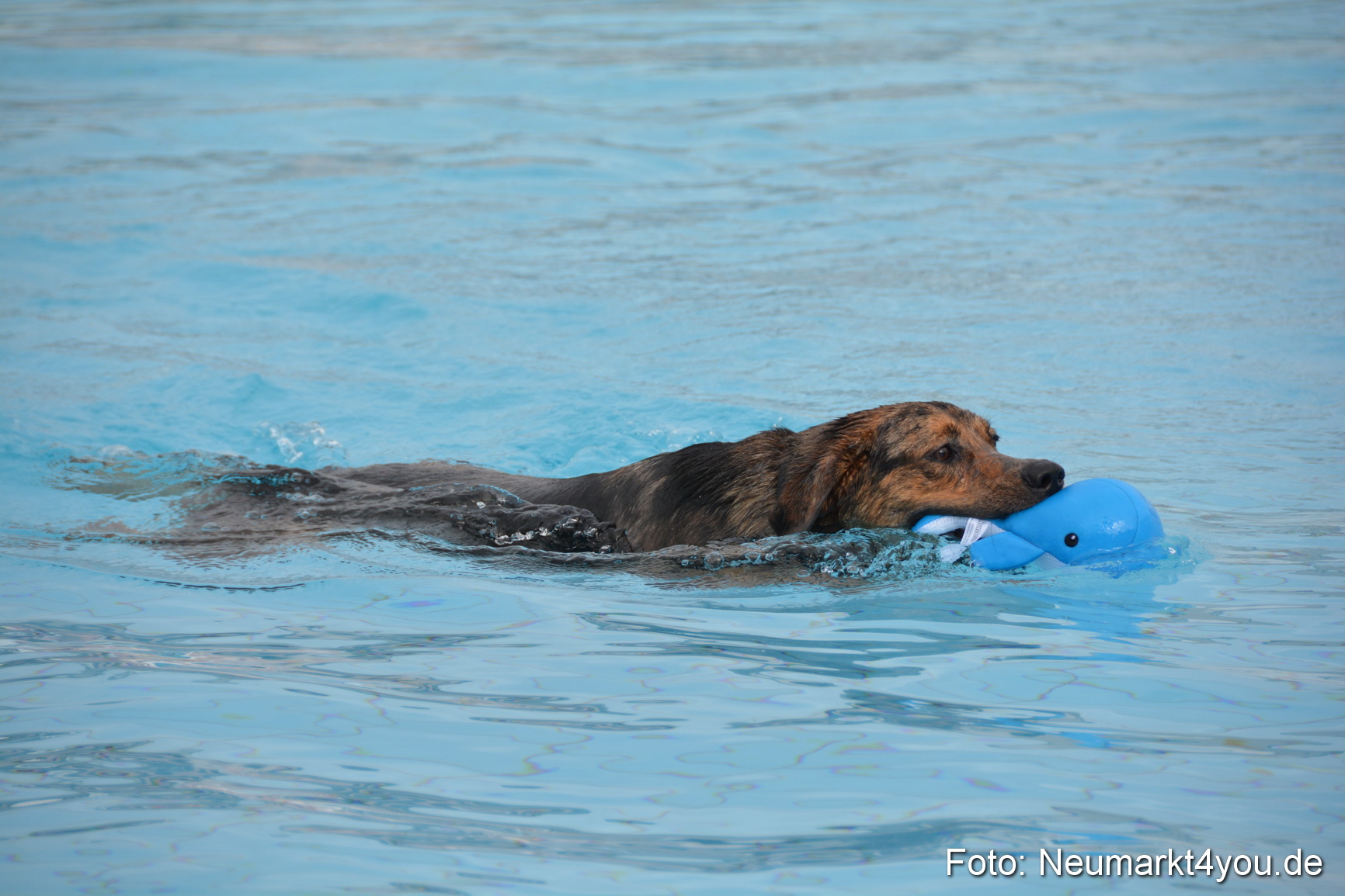 Hundeschwimmen im Freibad 071017 0036