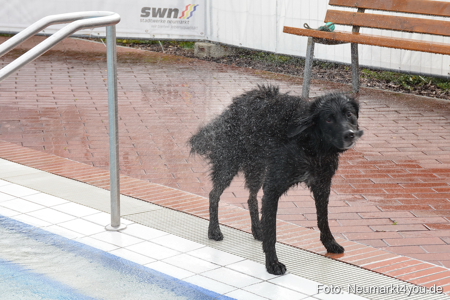 Hundeschwimmen im Freibad 071017 0037