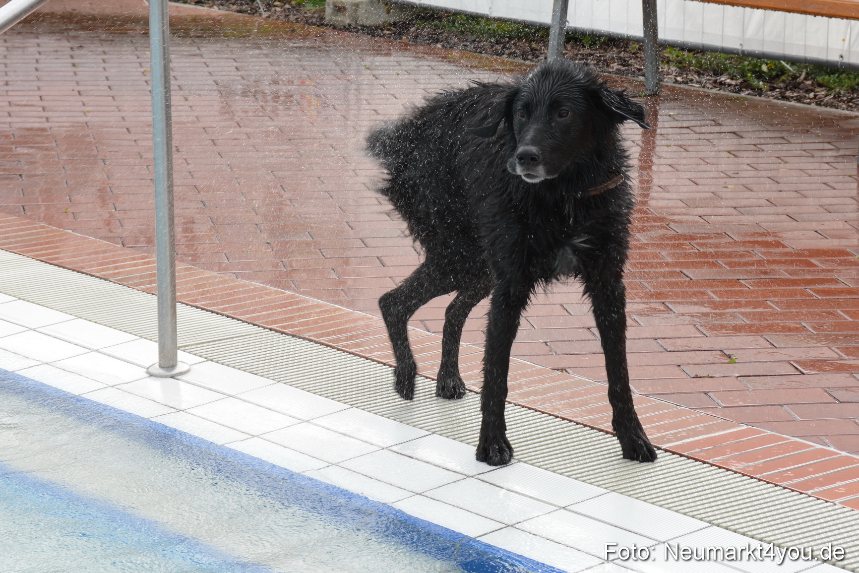 Hundeschwimmen im Freibad 071017 0038