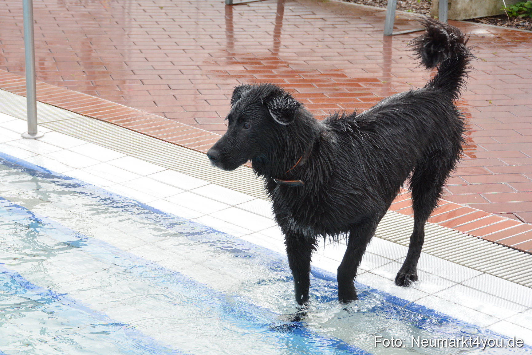 Hundeschwimmen im Freibad 071017 0039