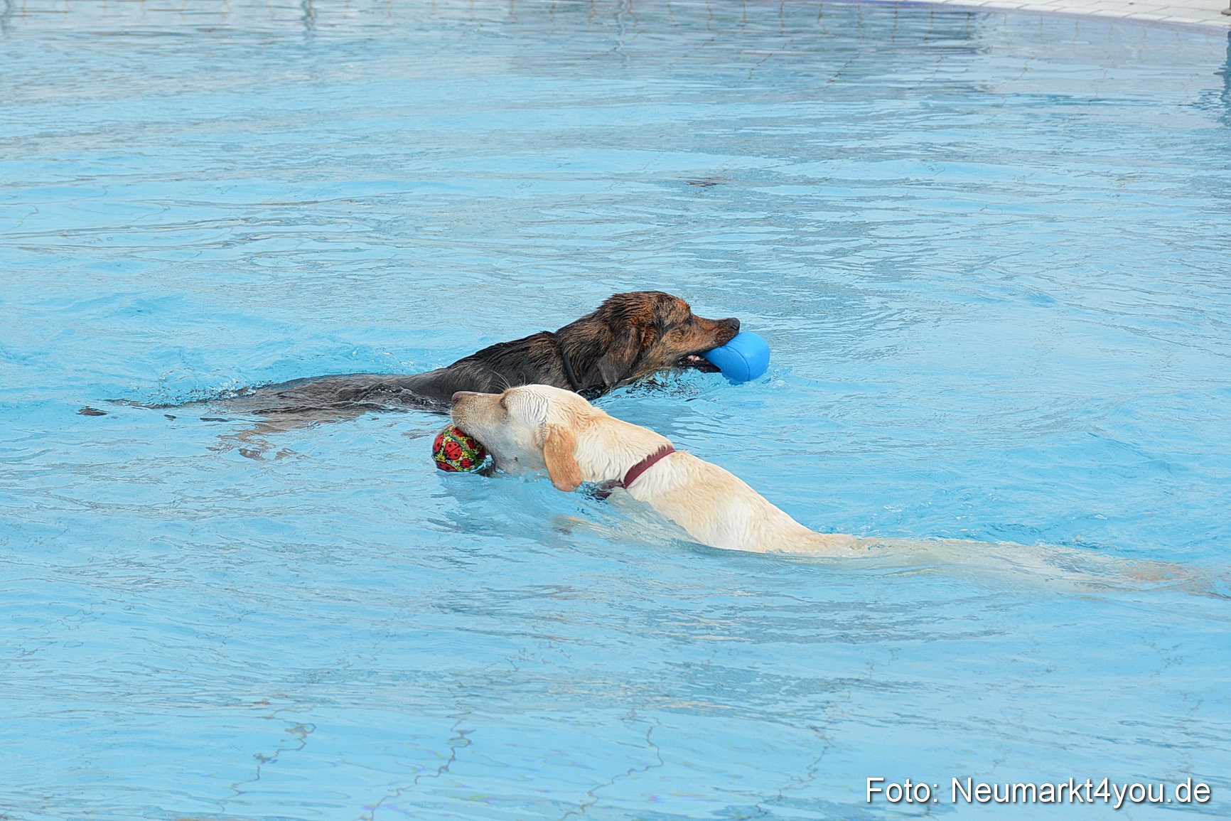 Hundeschwimmen im Freibad 071017 0040