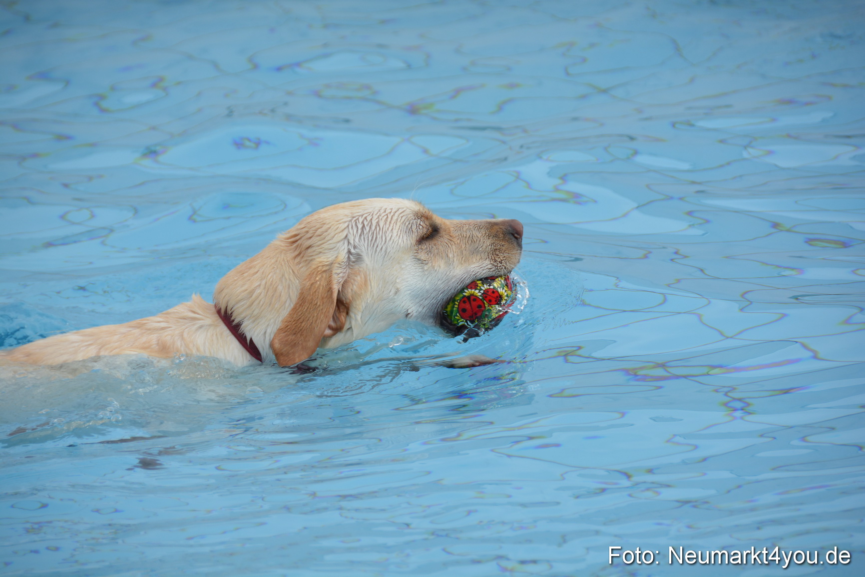 Hundeschwimmen im Freibad 071017 0041