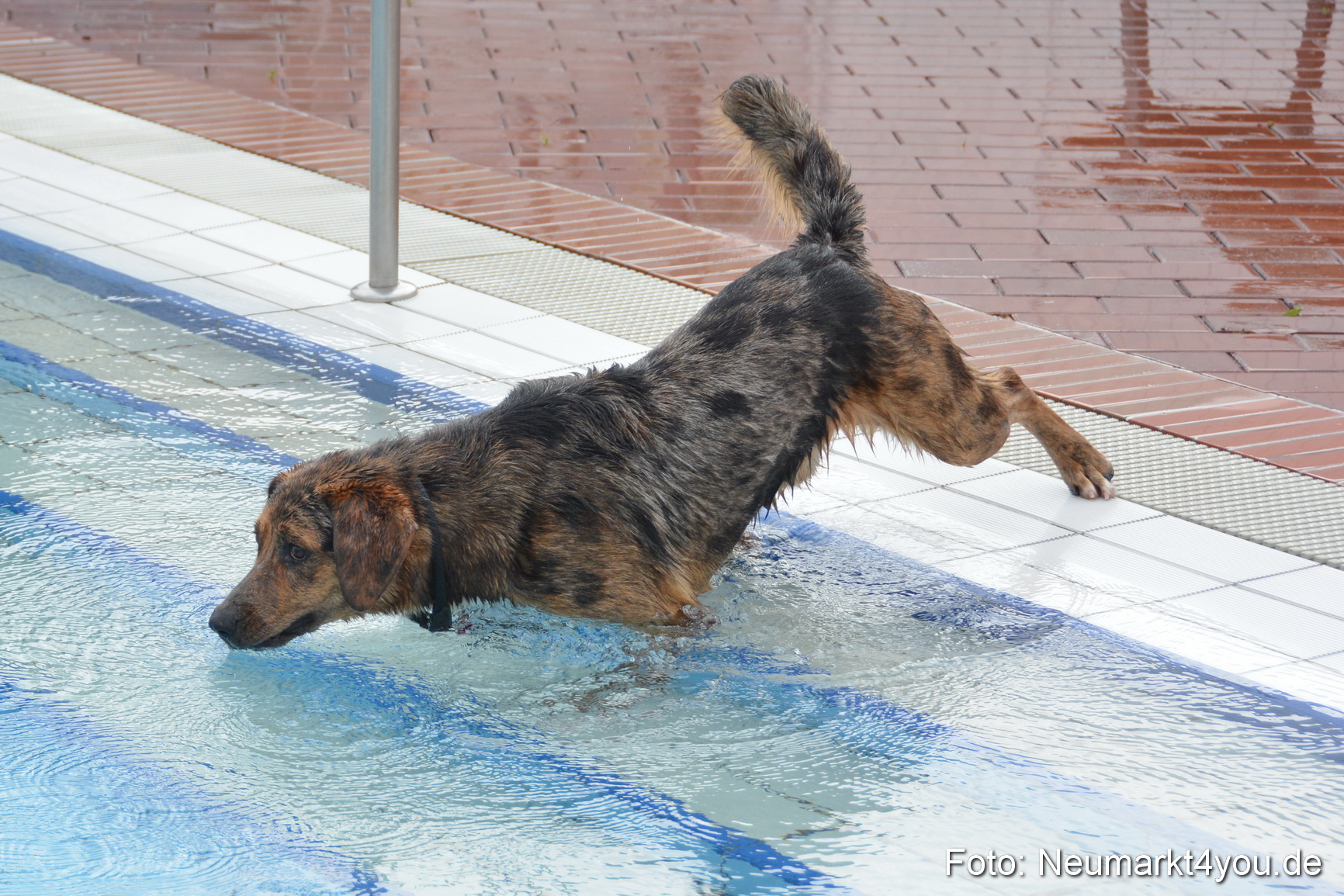 Hundeschwimmen im Freibad 071017 0042