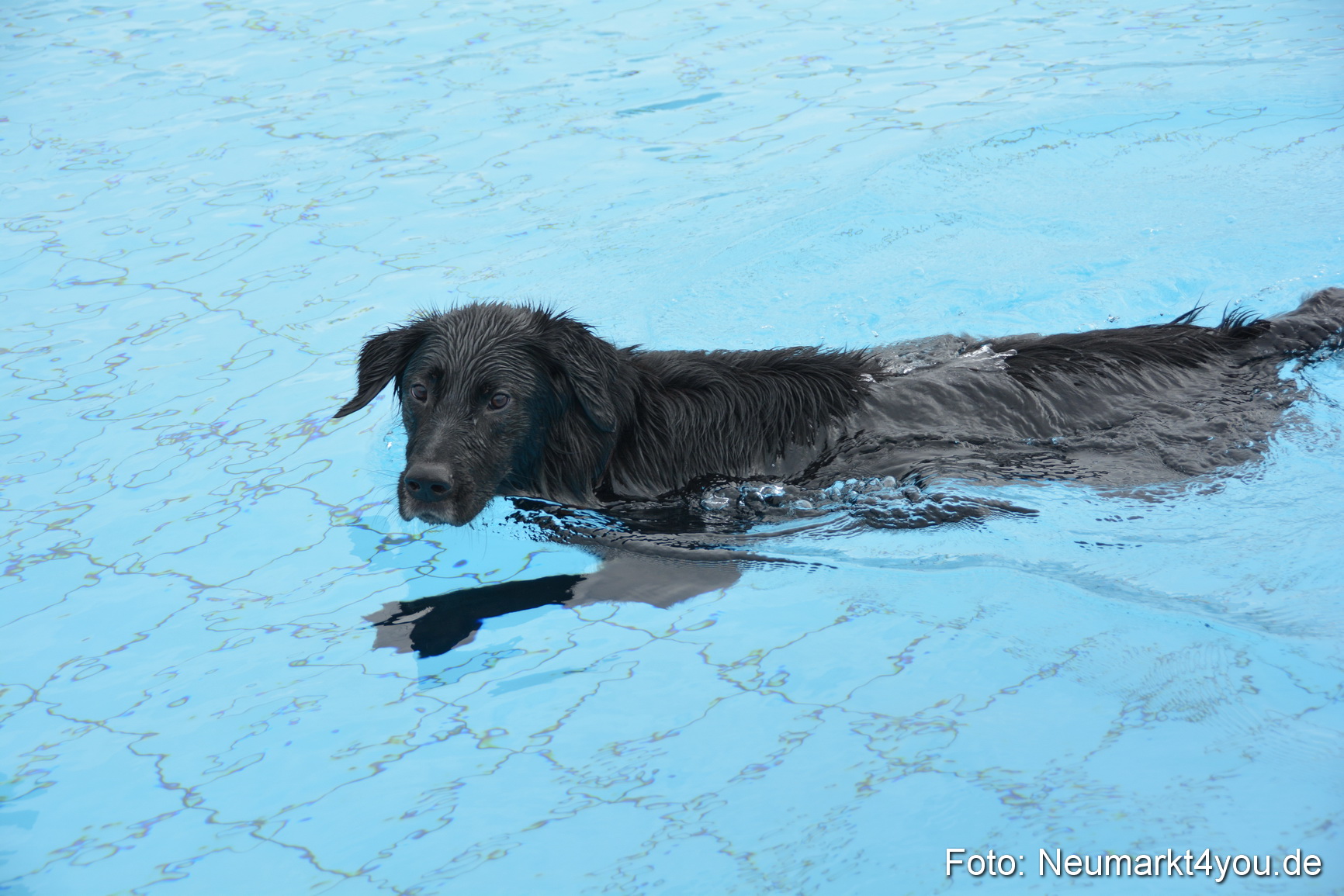 Hundeschwimmen im Freibad 071017 0044