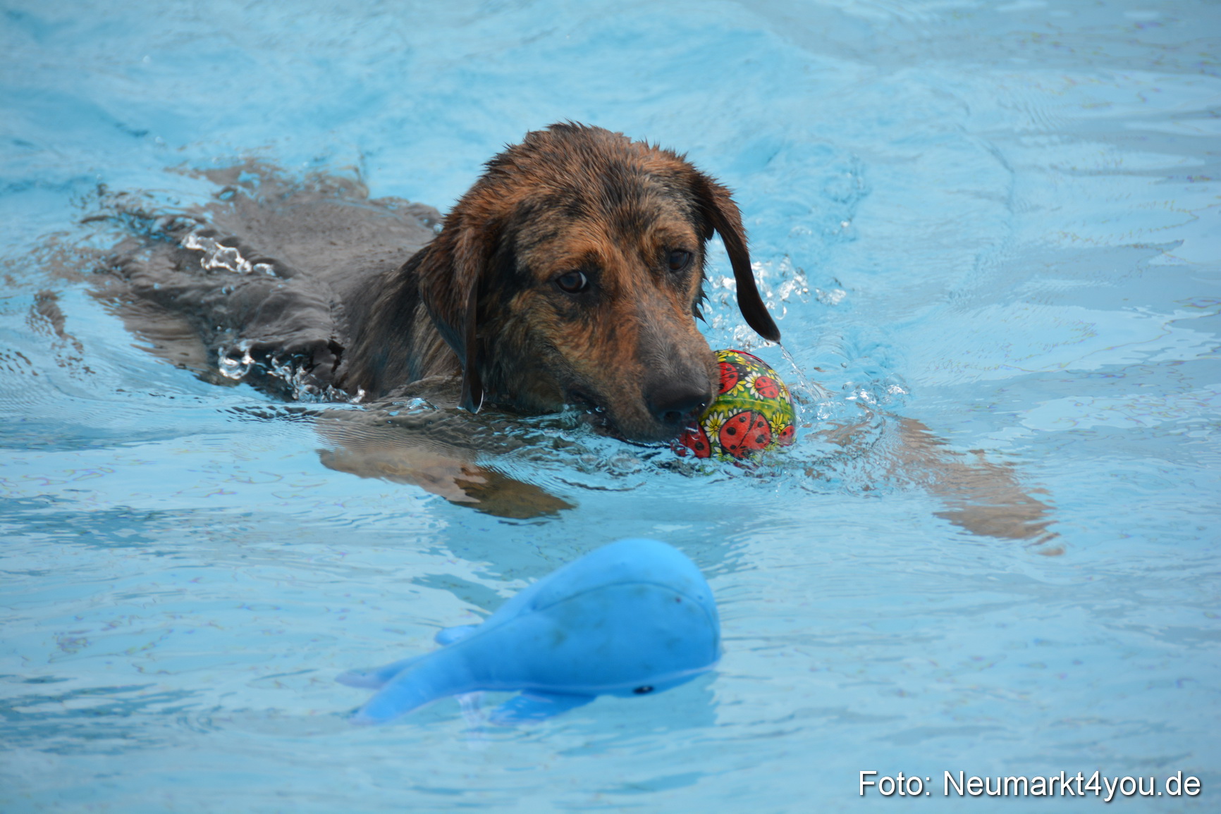 Hundeschwimmen im Freibad 071017 0045