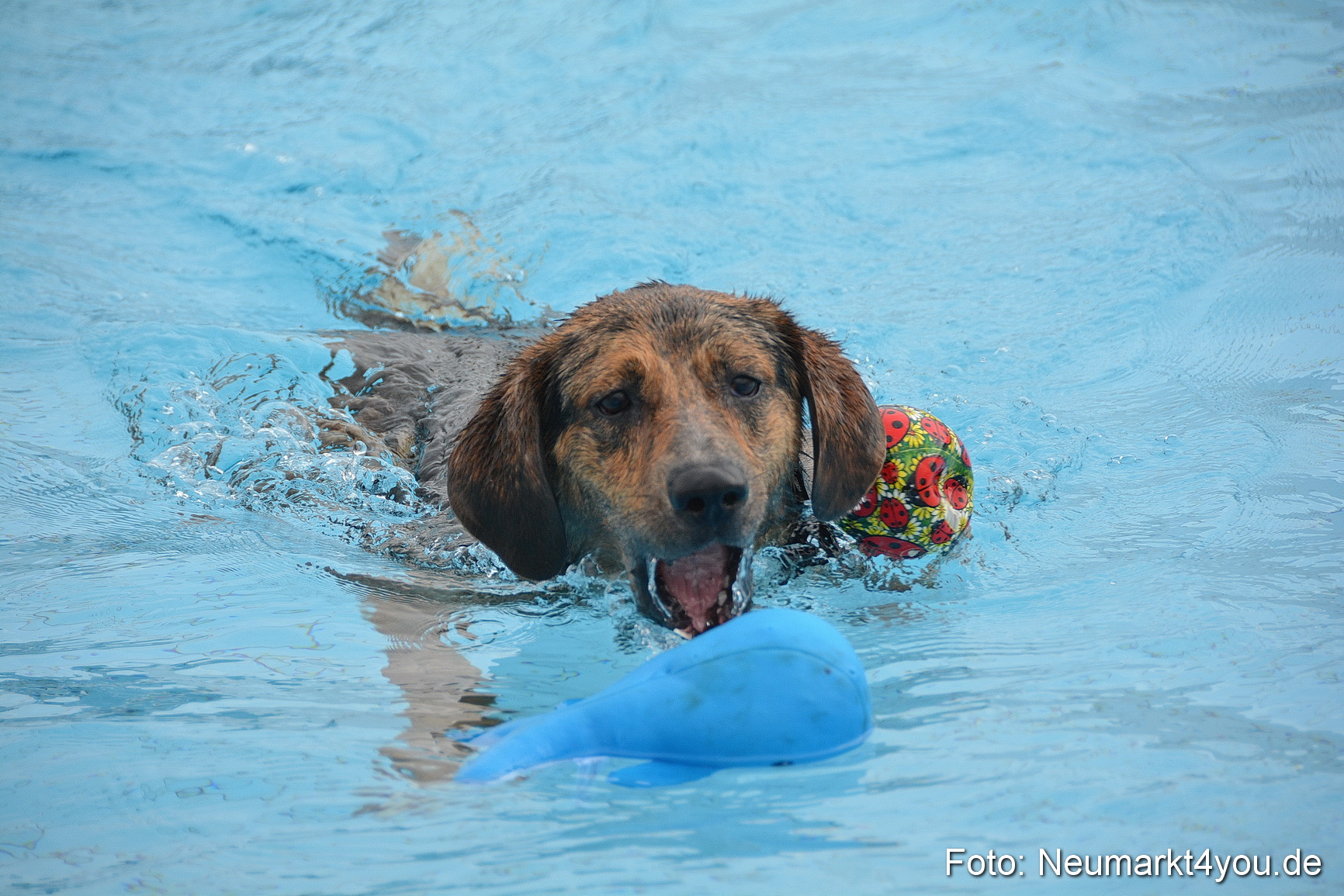 Hundeschwimmen im Freibad 071017 0046