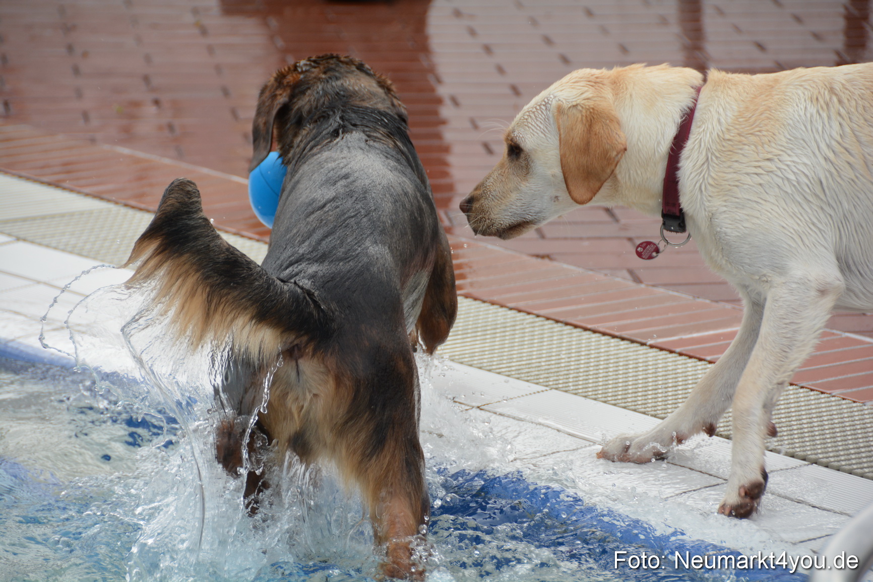 Hundeschwimmen im Freibad 071017 0047