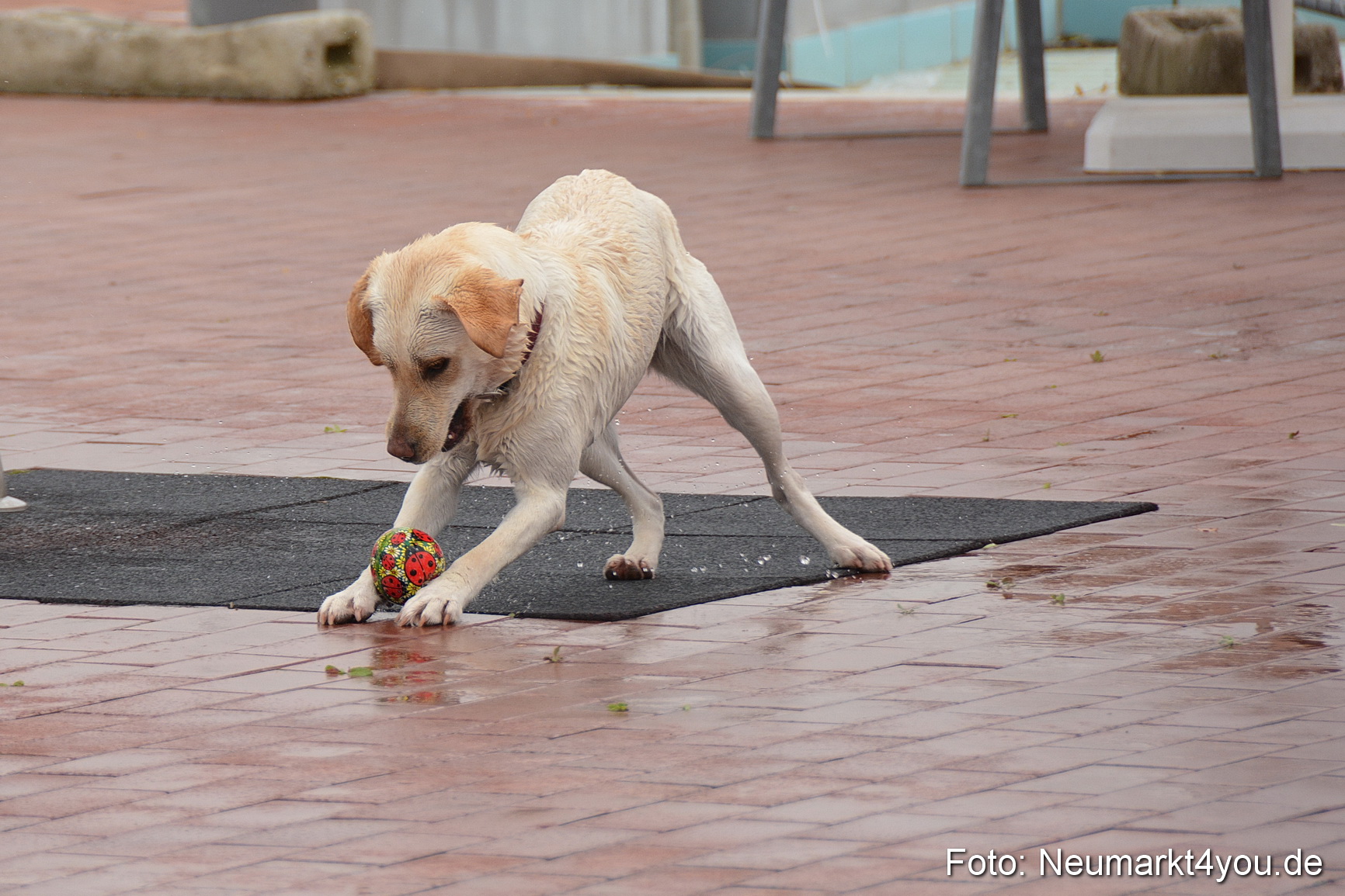 Hundeschwimmen im Freibad 071017 0048