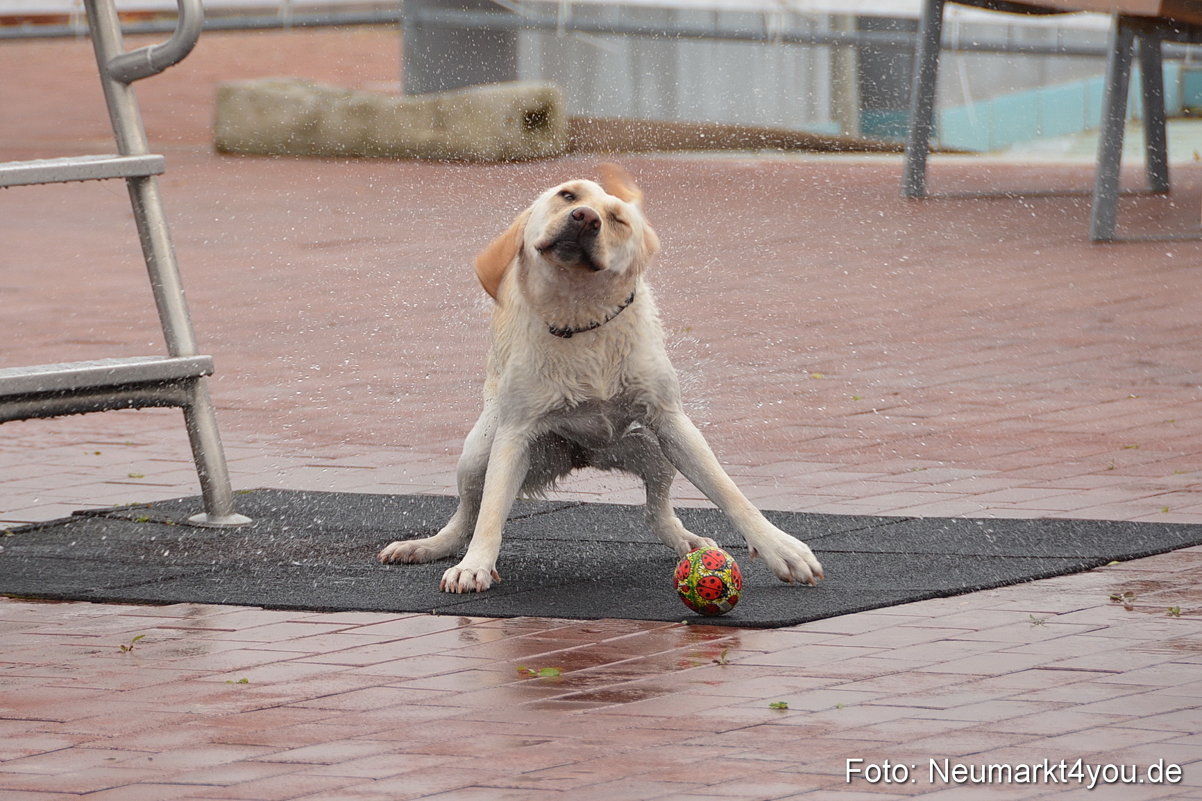 Hundeschwimmen im Freibad 071017 0049