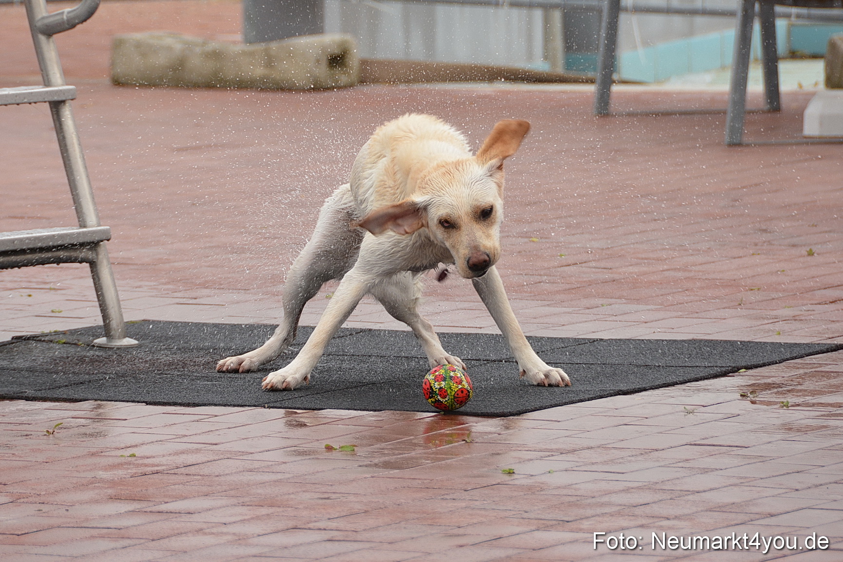 Hundeschwimmen im Freibad 071017 0050